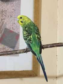 Lost Parakeet