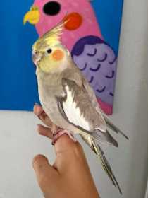 Lost Cockatiel