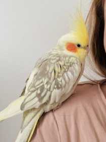 Lost Cockatiel