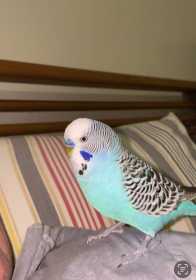 Lost Budgerigar