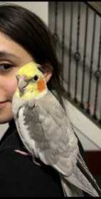 Lost Cockatiel