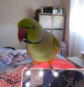 Lost Indian Ringneck Parakeet