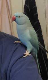 Lost Indian Ringneck Parakeet