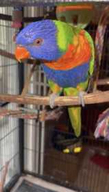 Lost Lory / Lorikeet