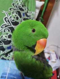 Lost Eclectus