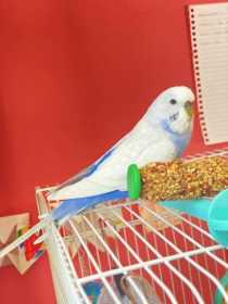 Lost Budgerigar