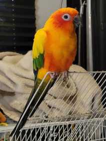 Lost Conure