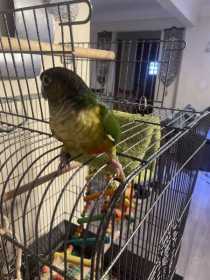 Lost Conure