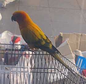 Lost Conure