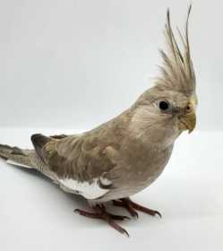 Lost Cockatiel