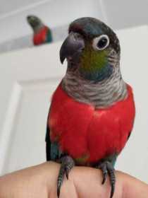 Lost Conure