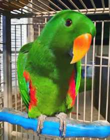 Lost Eclectus