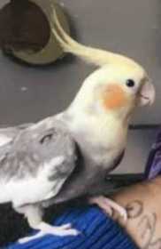 Lost Cockatiel