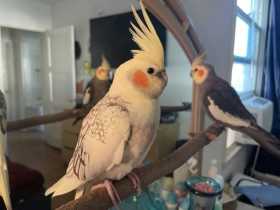 Lost Cockatiel