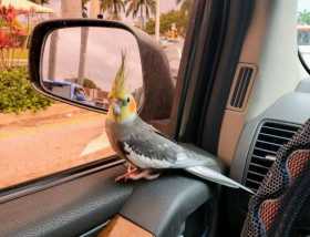 Lost Cockatiel