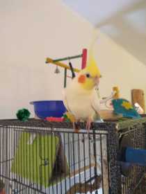 Lost Cockatiel