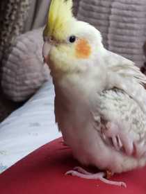 Lost Cockatiel