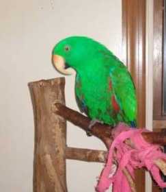 Lost Eclectus