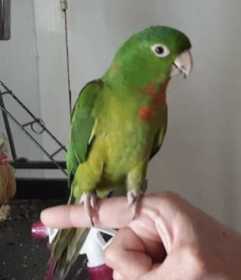 Lost Conure