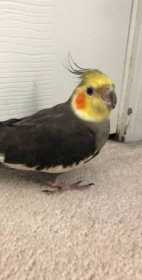 Lost Cockatiel