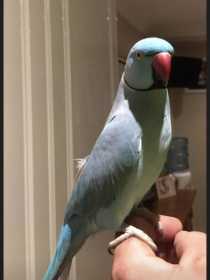 Lost Indian Ringneck Parakeet