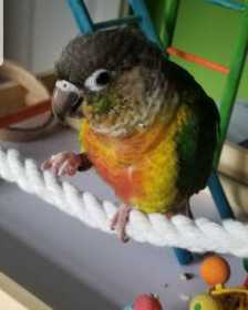 Lost Conure