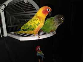 Lost Conure