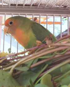 Lost Lovebird