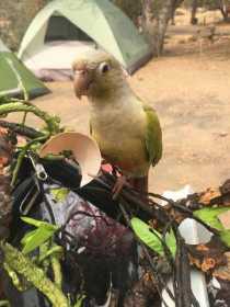 Lost Conure