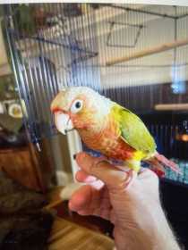 Lost Conure