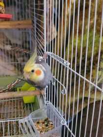 Lost Cockatiel