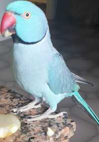 Lost Indian Ringneck Parakeet