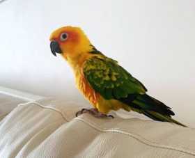 Lost Conure