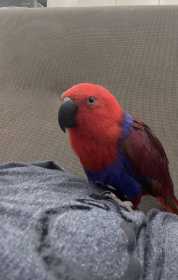 Lost Eclectus