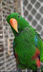 Lost Eclectus