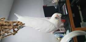 Lost Corella Cockatoo