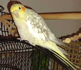 Lost Cockatiel