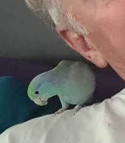 Lost Parrotlet