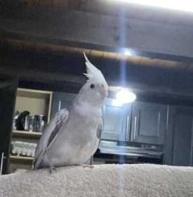 Lost Cockatiel