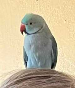 Lost Indian Ringneck Parakeet