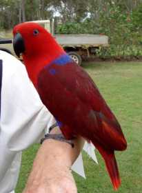 Lost Eclectus