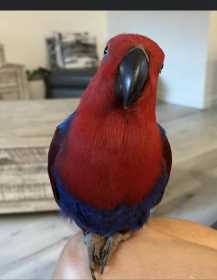 Lost Eclectus