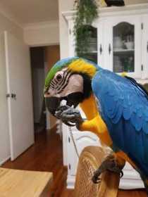 Lost Macaw