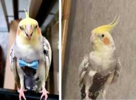 Lost Cockatiel