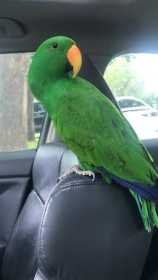 Lost Eclectus