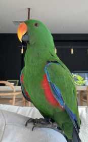 Lost Eclectus