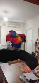 Lost Lory / Lorikeet