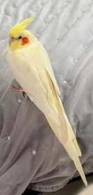 Lost Cockatiel