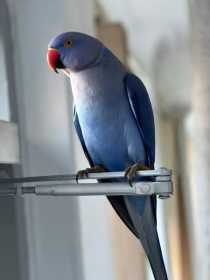 Lost Indian Ringneck Parakeet