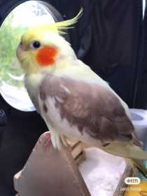 Lost Cockatiel